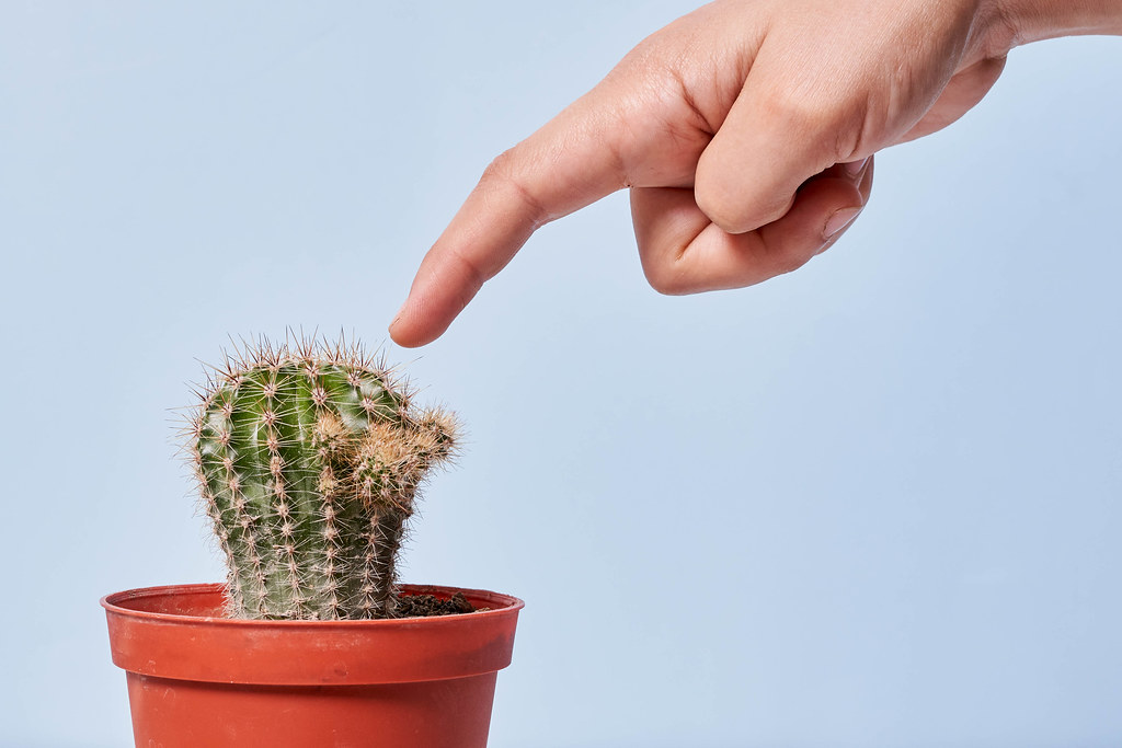 Making mistake concept - A person touching sharp needles of cactus
