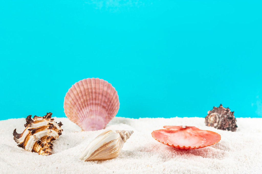 Multicolored seashells on white small stones, behind a blue background with free space
