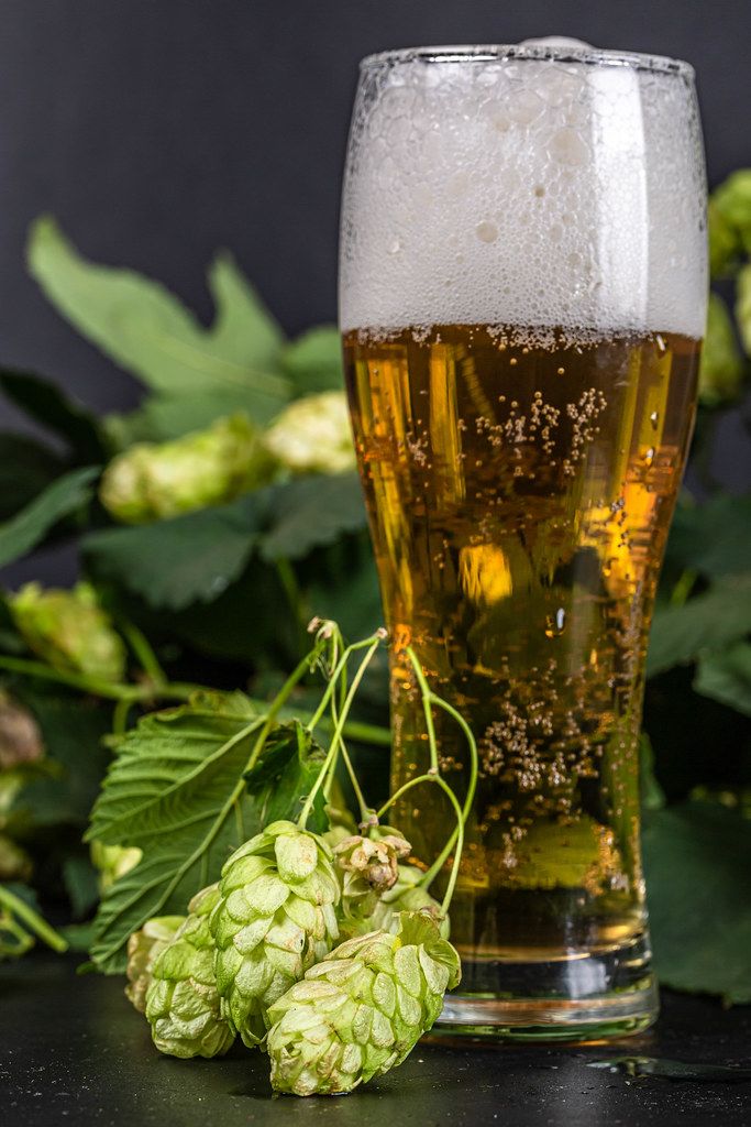 Natural beer concept, oktoberfest. Glass of beer with hop cones