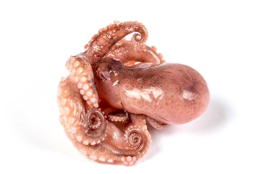 Octopus closeup on a white background