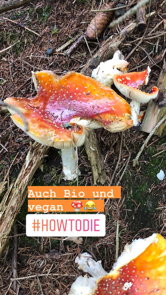 Orange-brown, potentially poisonous mushrooms in the forest in Alpbach, seen during a hike