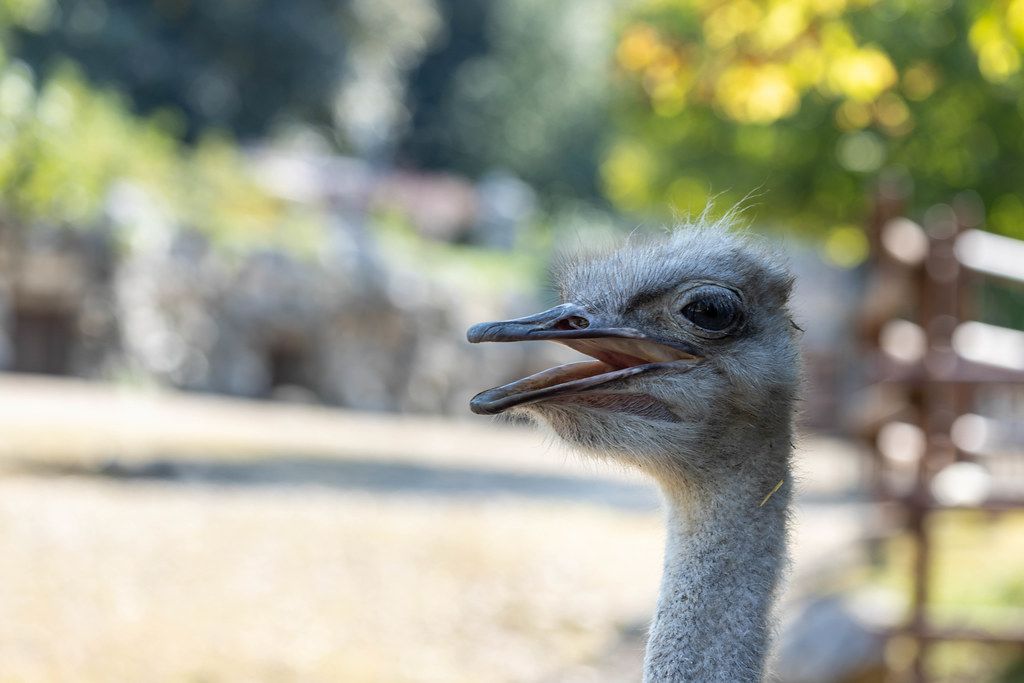 Ostrich Head with blurred background in the Belgrade Zoo