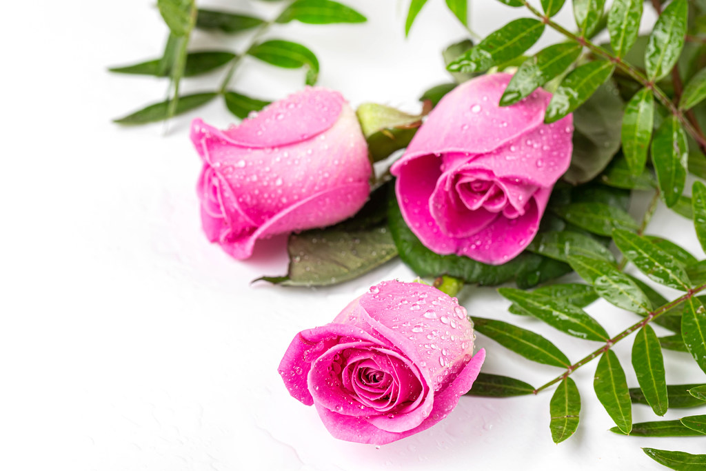Pink roses and green leaves with drops