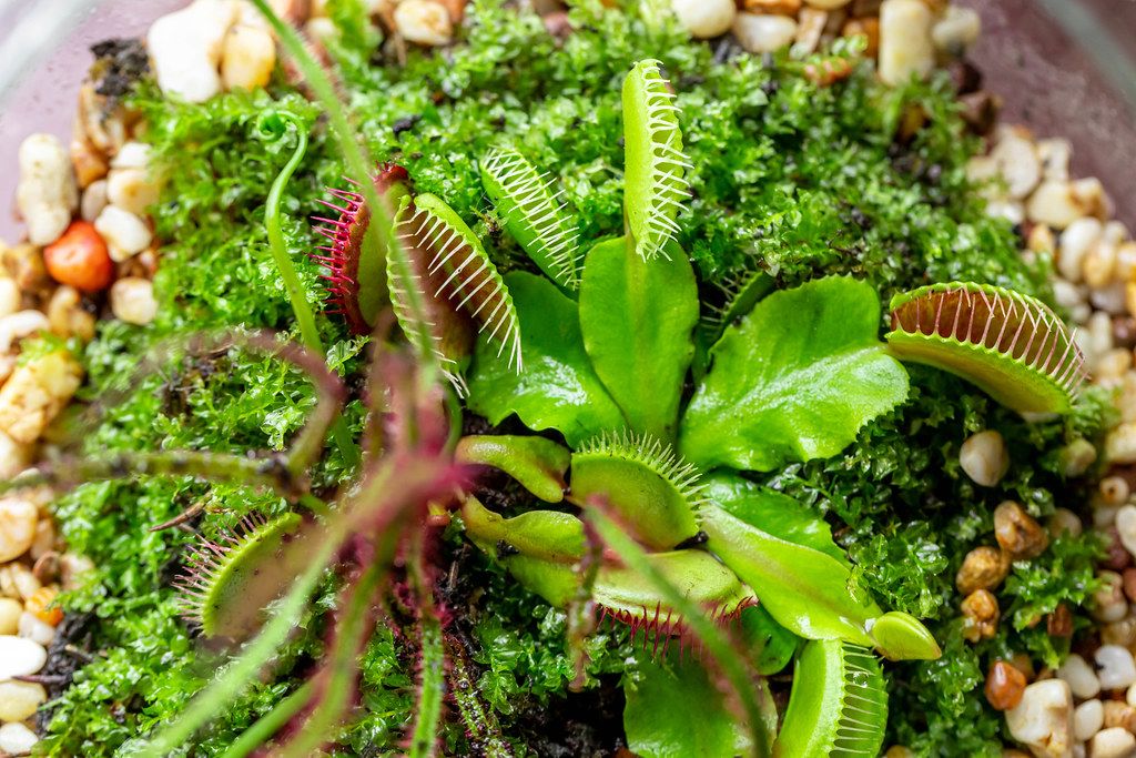 Predator plants - Venus flytrap and sundew