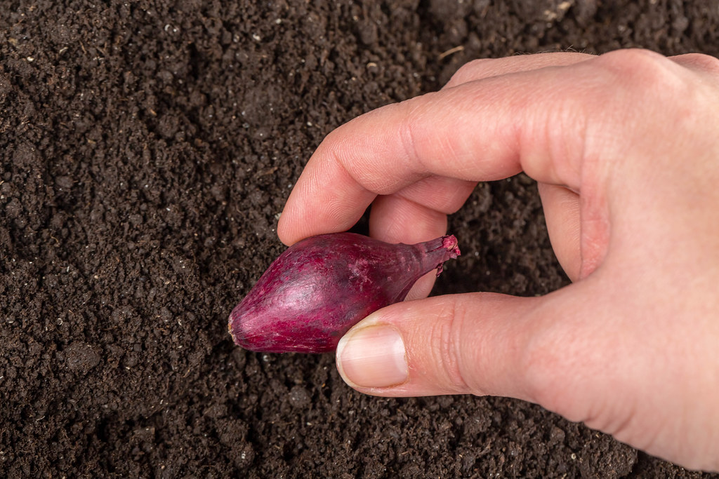 Purple onion in female hand on soil background, close-up