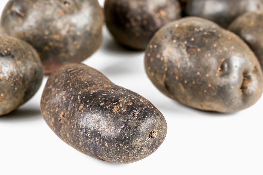 Purple potatoes on white background