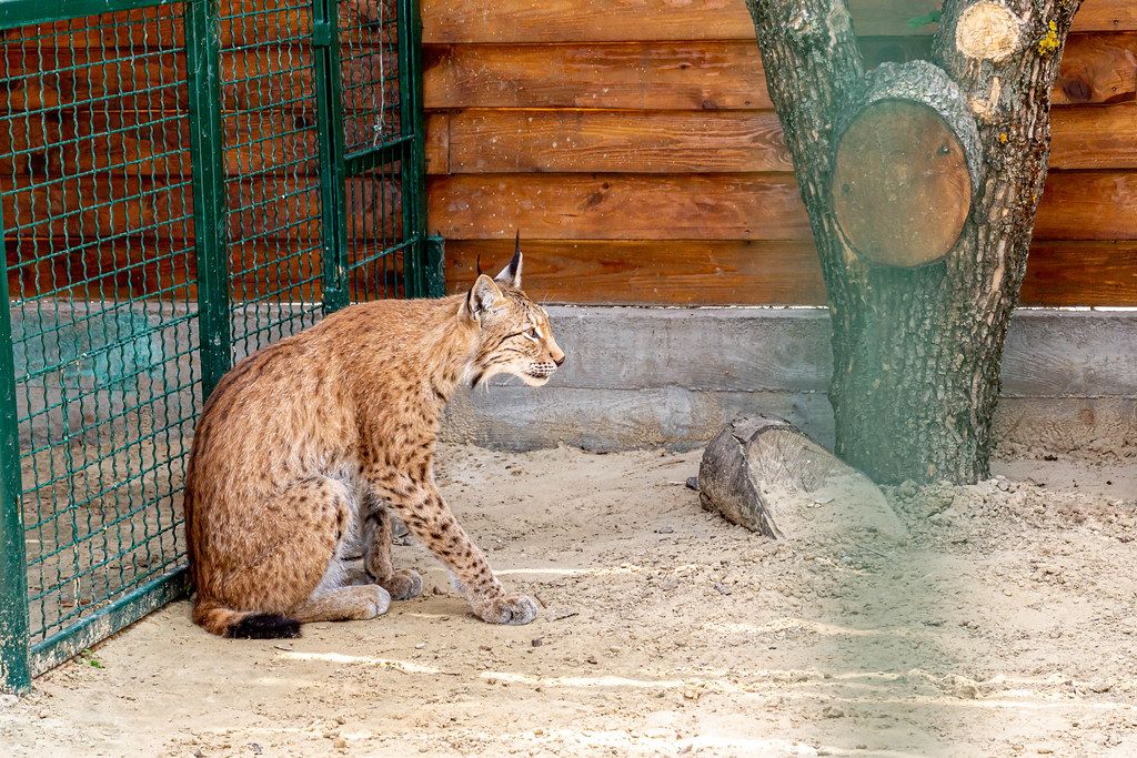 Rare predator lynx sits in a metal cage in ecopark