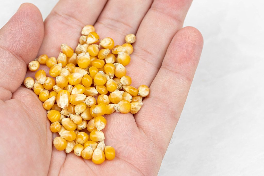 Raw corn for Popcorns on the hand