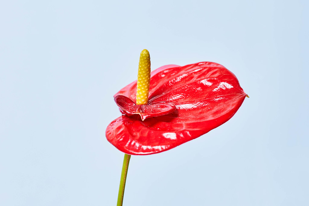 Red anthurium flower against bright colorful background