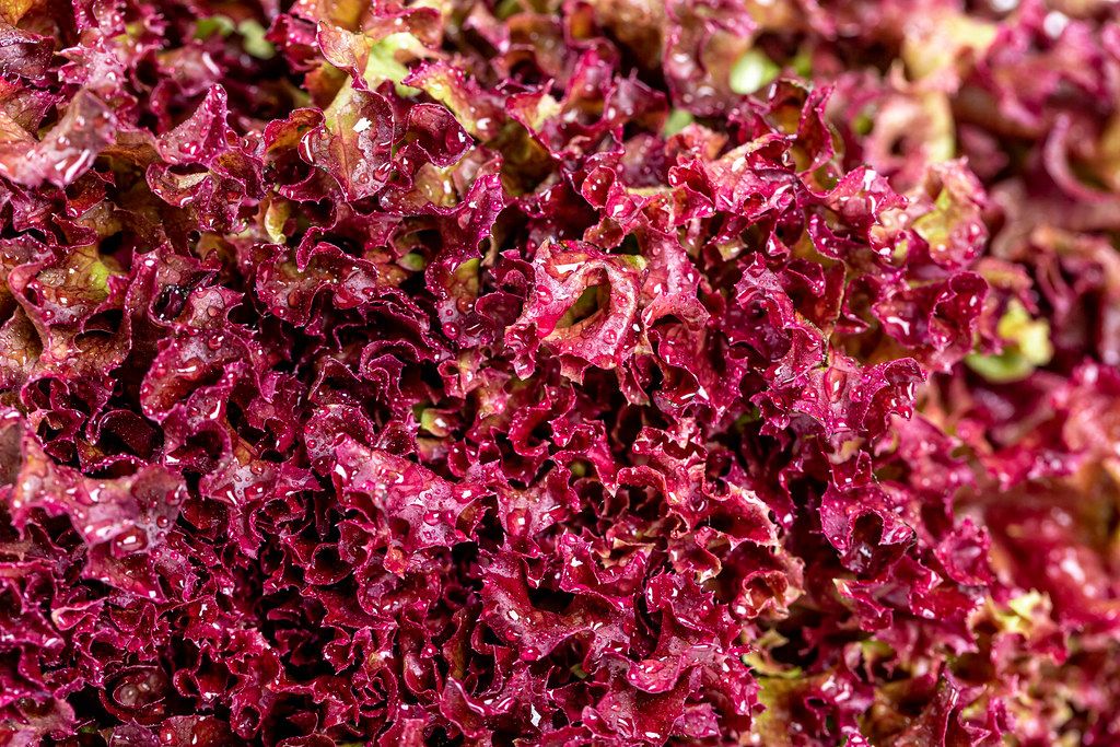 Red lettuce with drops of water, close-up