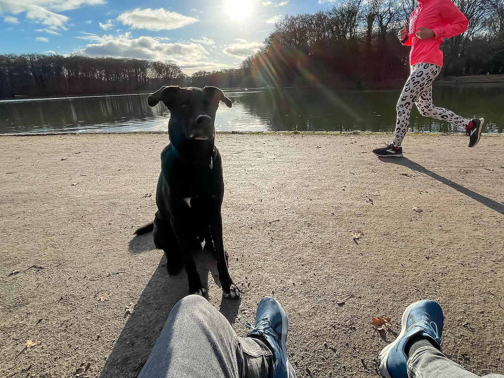 Relax at the lake in the city, sitting in the winter sun with the dog while people go jogging