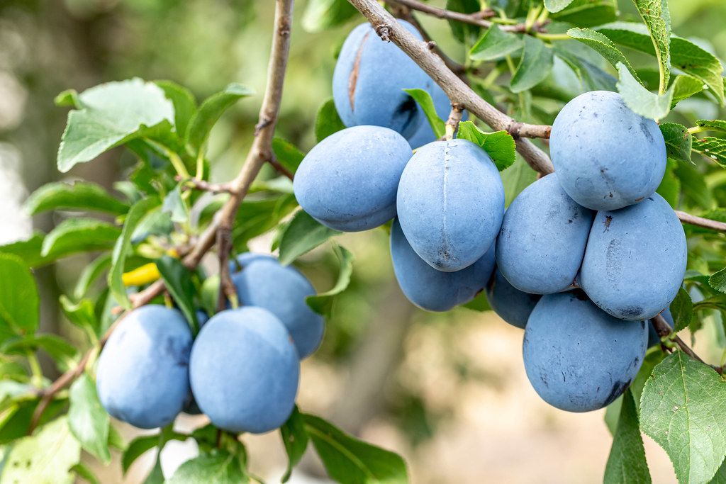 Ripe blue plums on tree branches