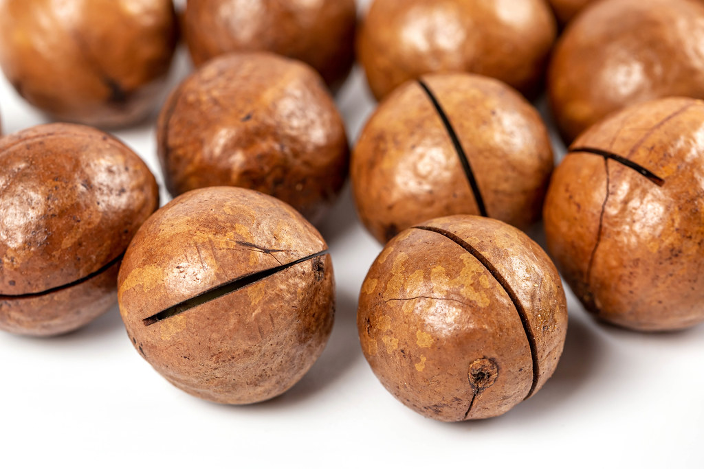 Ripe macadamia nuts close up