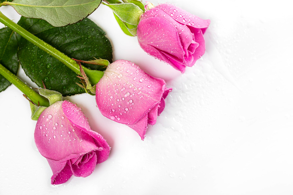 Rose flowers with wet petals, top view