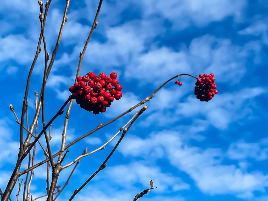 Rot und blau: Pflanze mit nackten Zweigen und roten Winterbeeren mit blauem Himmel im Hintergrund