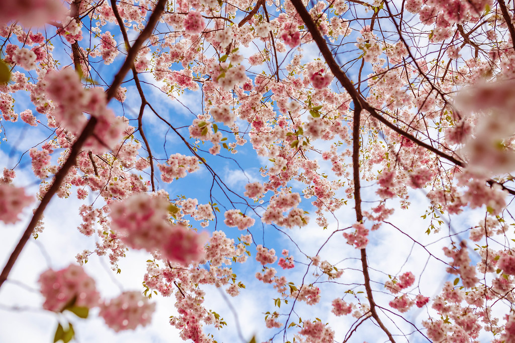 Sakura Pink Cherry Blossoms Branches Blue Sky