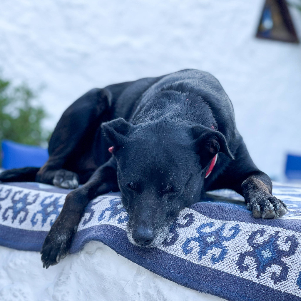 Schwarzer Hund liegt auf traditionellen griechischen Textilien bei La Costa Bar in Skopelos