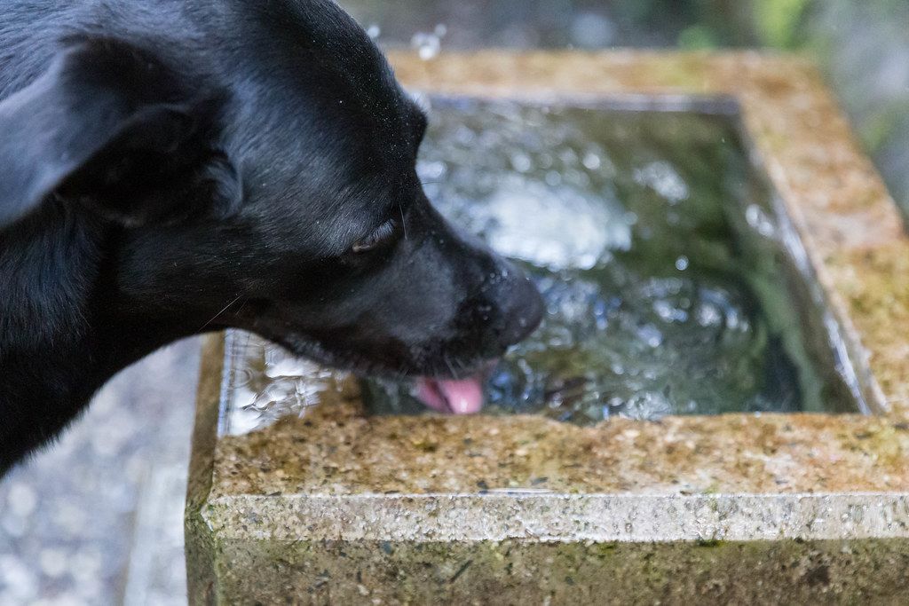Schwarzer Hund trinkt Wasser aus dem Brunnen während einer Wanderung in Alpbach