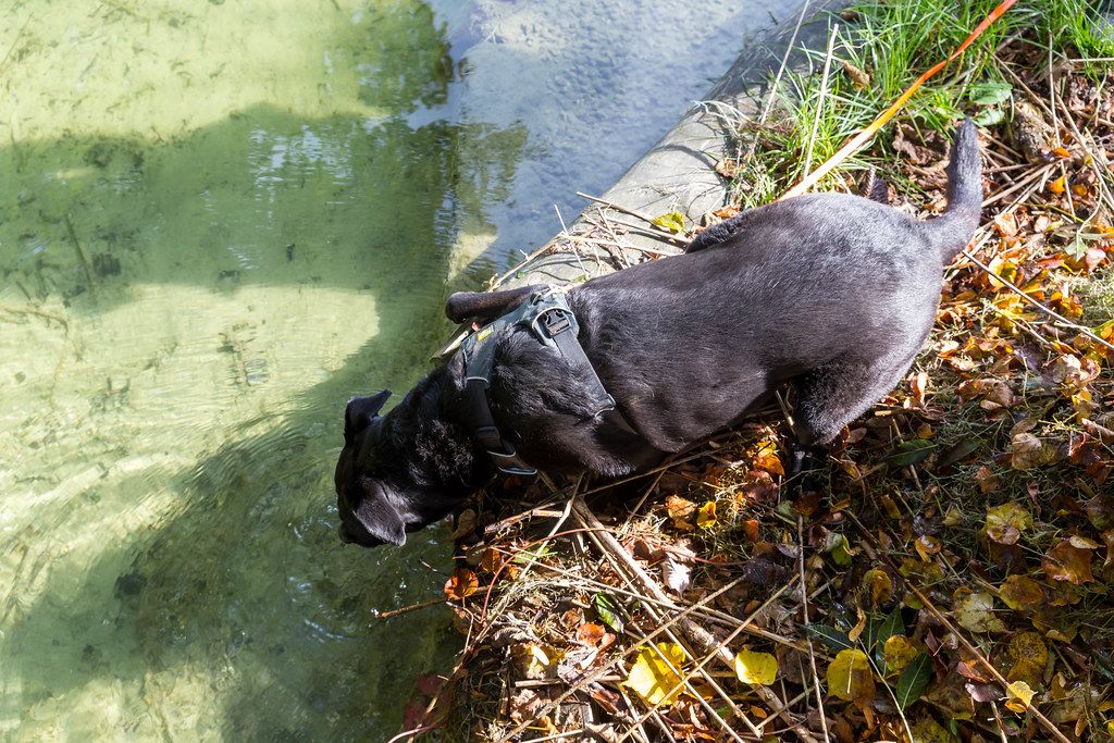Schwarzer Hund trinkt Wasser eines Sees in Tirol. Aufnahme von oben im Herbst