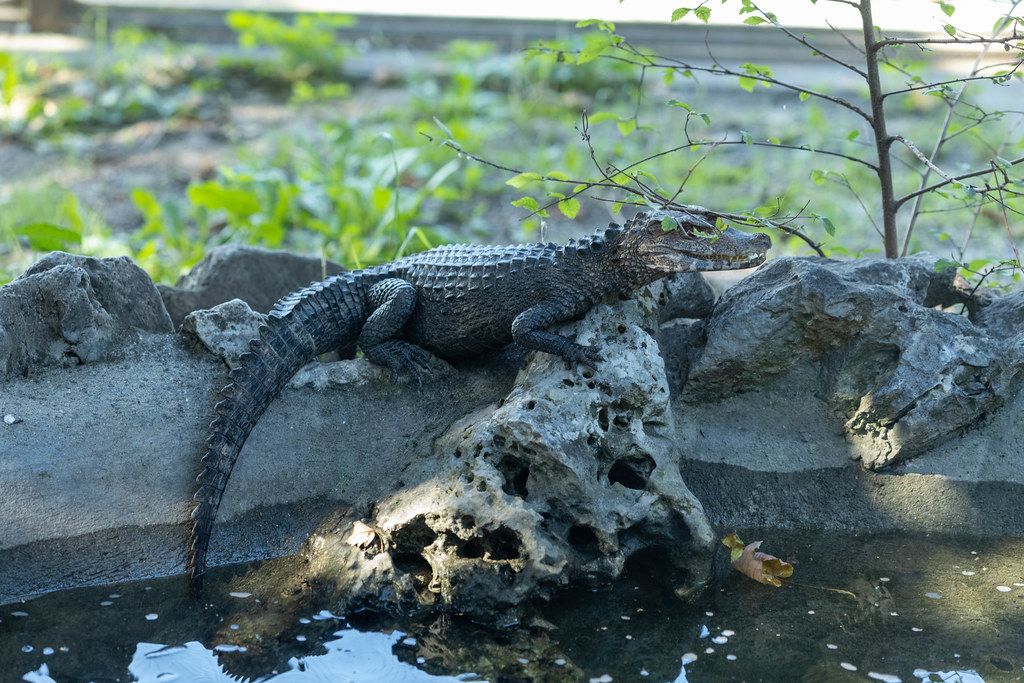 Small Baby Alligator sitting on the tree in the Belgrade Zoo