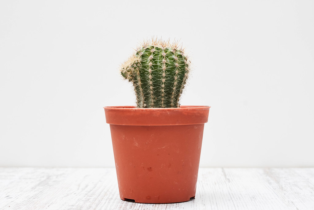 Small indoor cactus plant in a pot