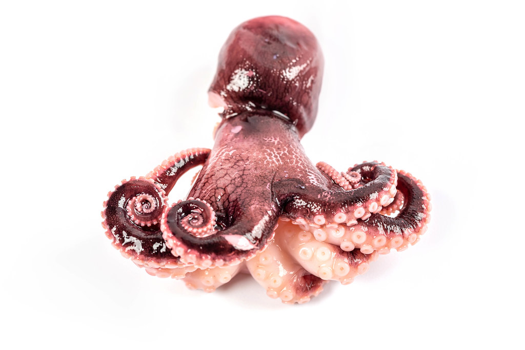 Small octopus on a white background, seafood meal