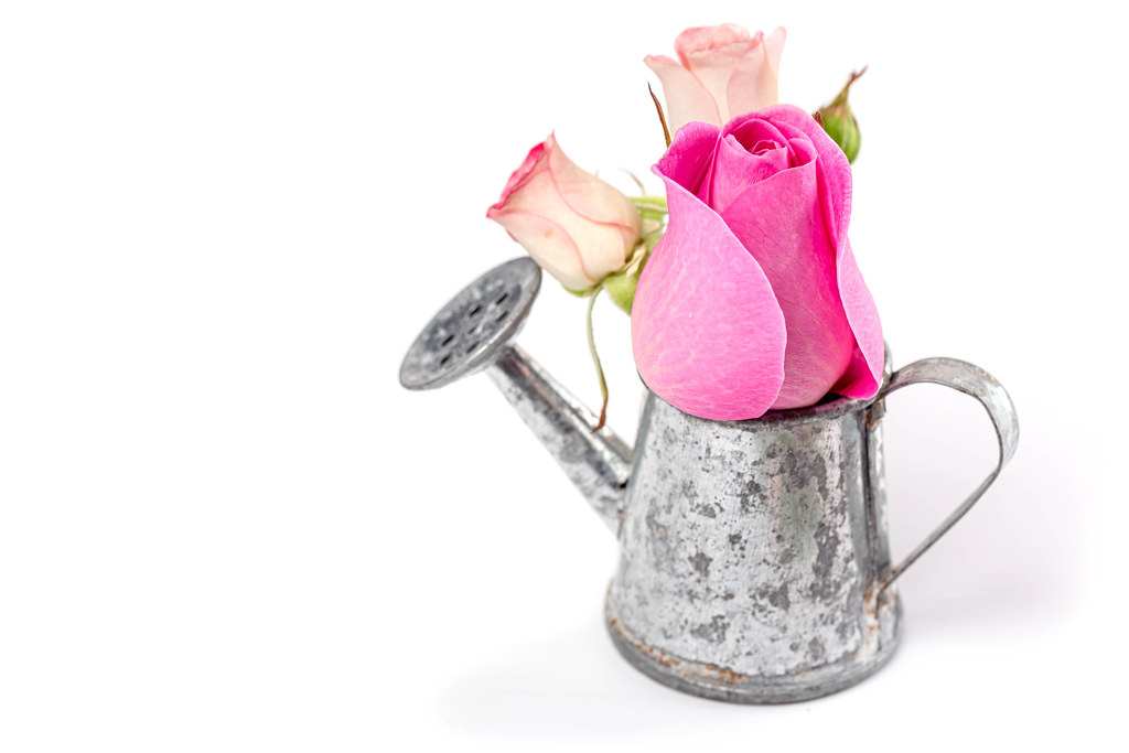 Spring background with flowers and a small watering can on white