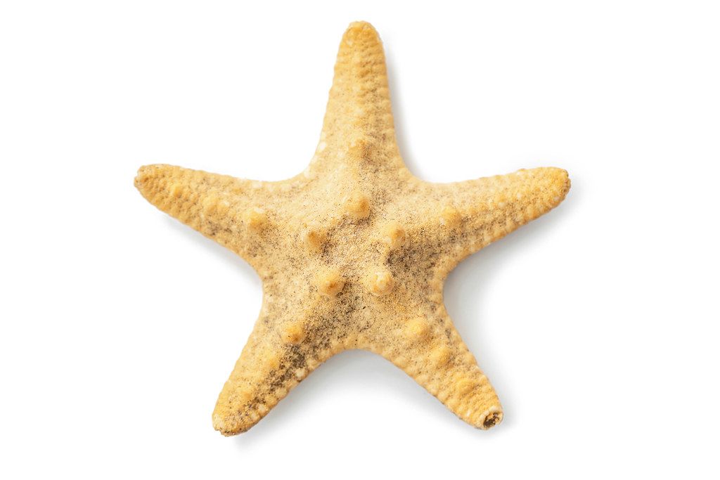 Starfish on white background, top view