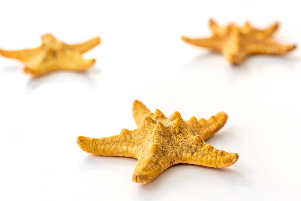 Starfish shells on a white background