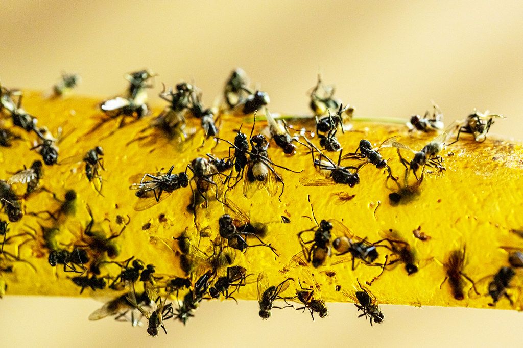 Sticky flypaper with glued flies