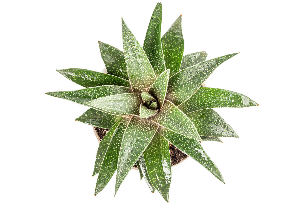 Succulent haworthia on white background, top view