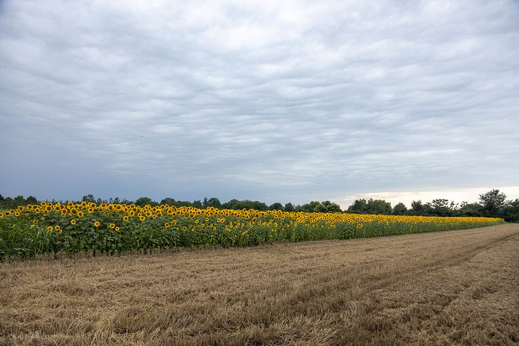 Sunflower fields with beautiful blue sky with clouds