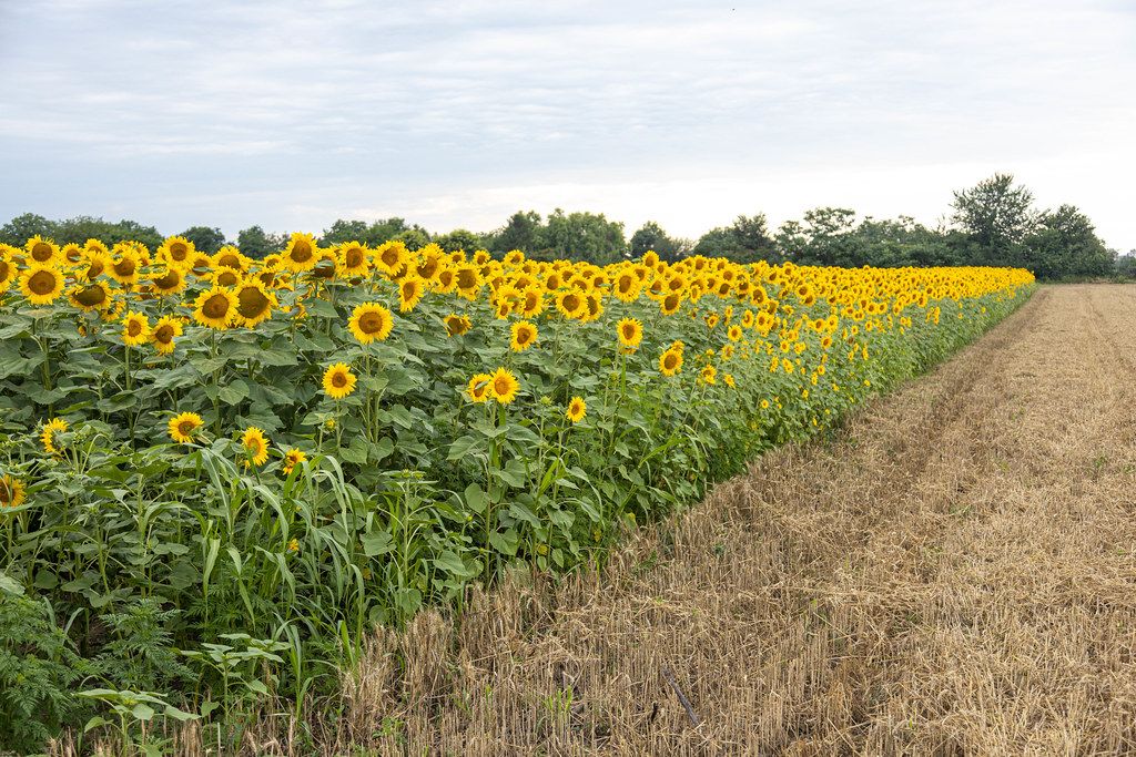 Sunflowers in the field by the road