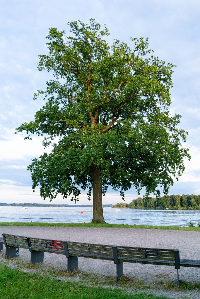 Tall tree in front of the lake at the edge of the park