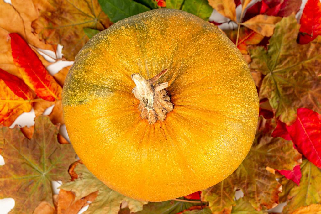 Thanksgiving background concept - orange pumpkins on autumn leaves, top view