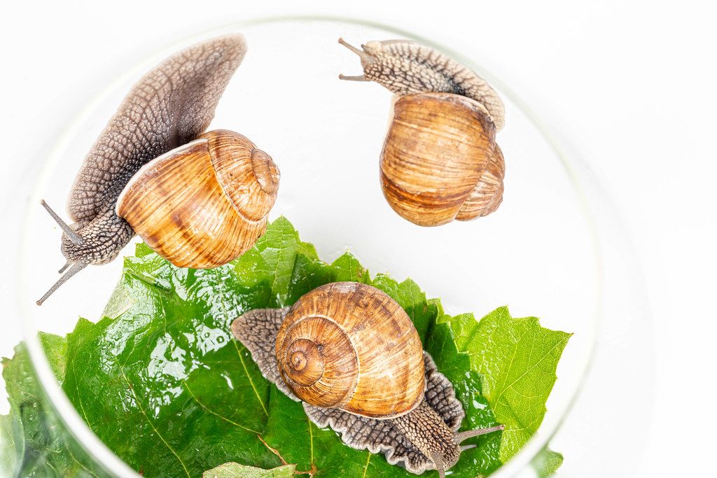 Three grape snails in a glass aquarium with grape leaves