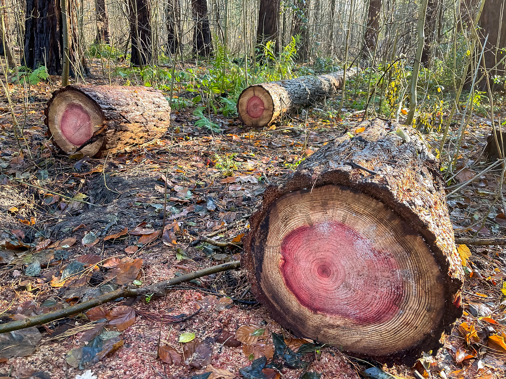 Three pieces of cut trees with several rings indicating the age of the tree, pink-red in the middle
