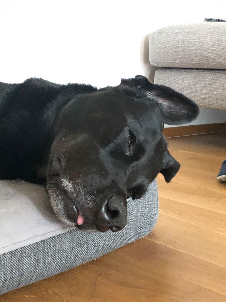 Tired black Labrador sleeps on his dog bed with the tongue out