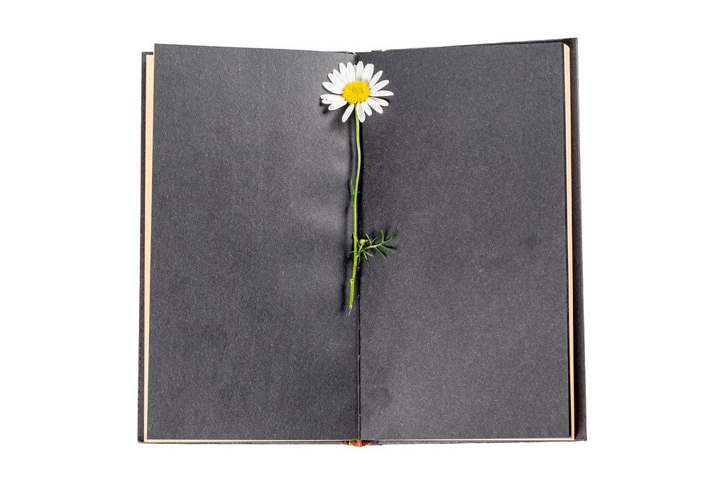 Top view, chamomile flower on black empty pages of notepad