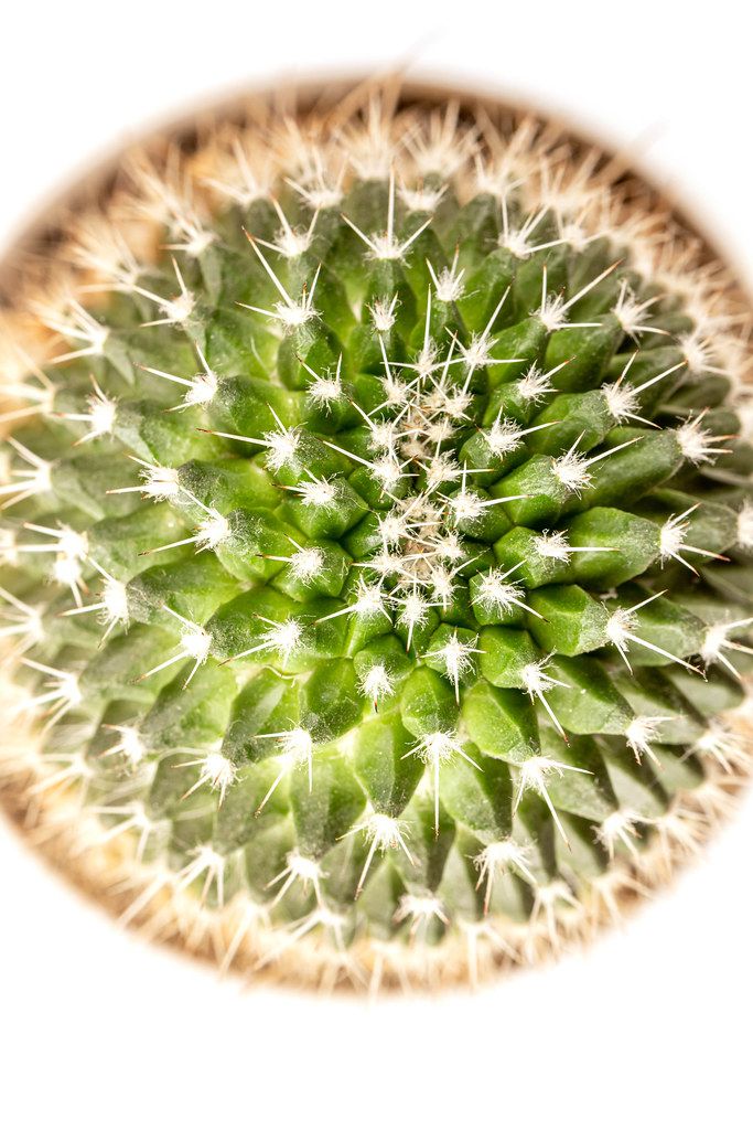 Top view, mammillaria cactus, close up