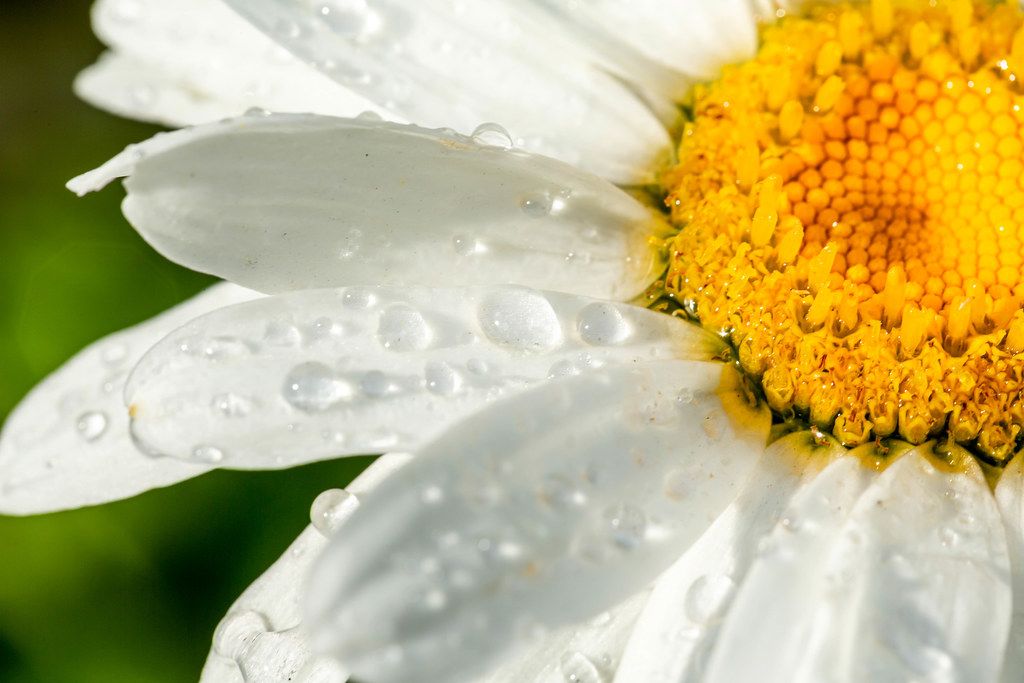 Transparent raindrops on the petals of a chamomile flower close up