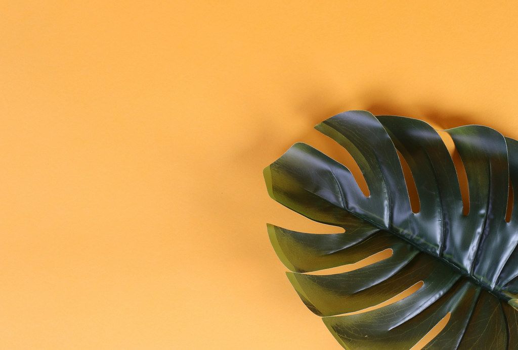 Tropical monstera leaves on orange background with copy space