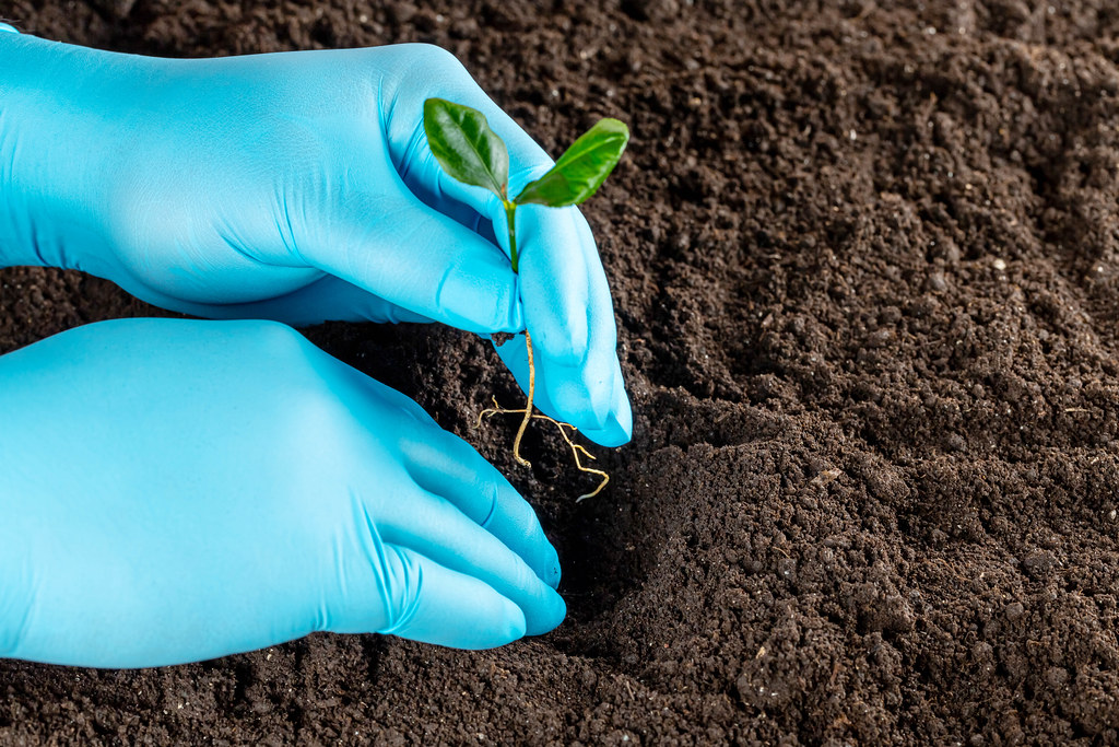 Two hands in gloves are planting the seedling into the soil