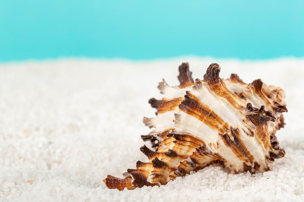 Vacation and travel concept, shell on beach