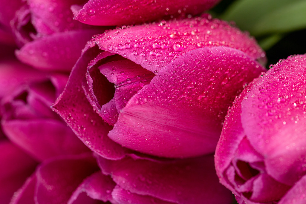 Water drops on purple tulip petals, close-up