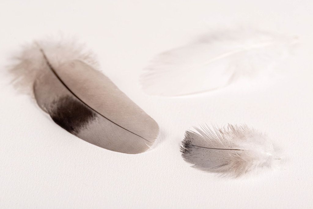 White and grey feathers on a white background