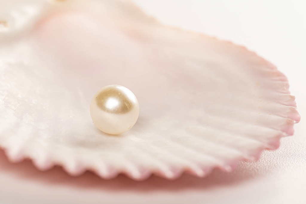 White pearl in a shell on a white background