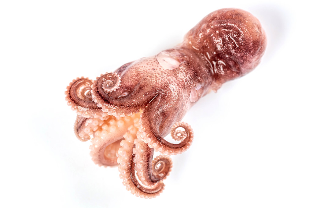 Whole small octopus on white background