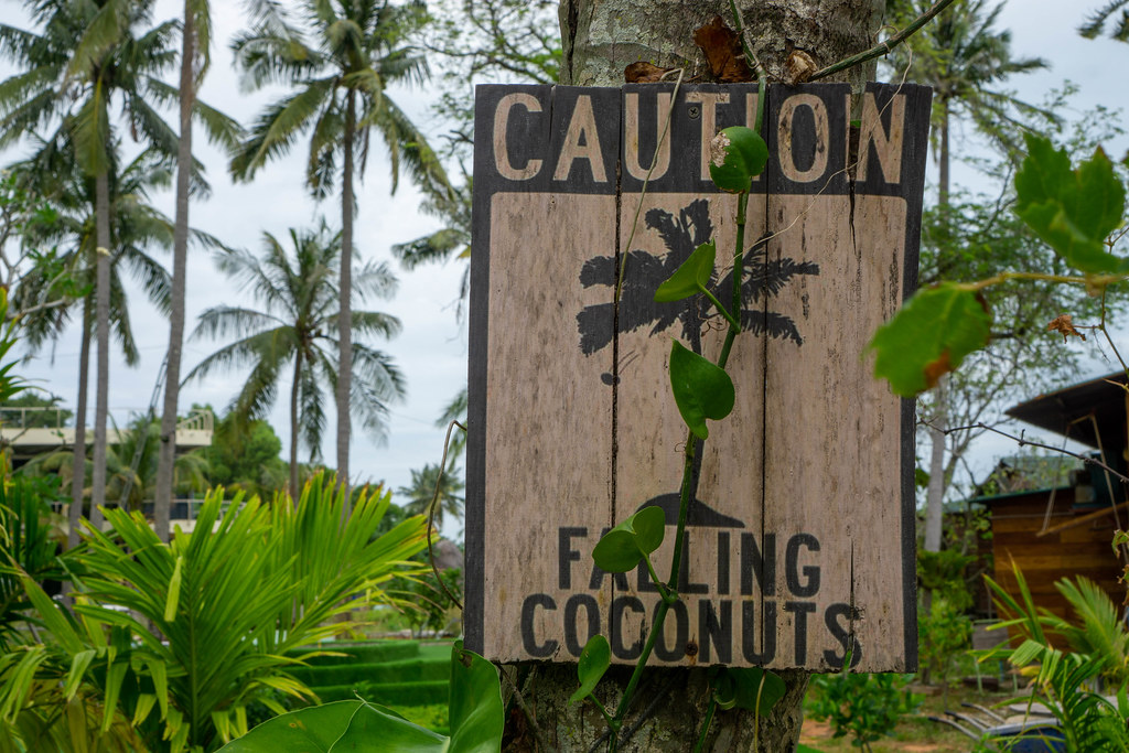 Wooden Caution Signboard warning People of Falling Coconuts with Palm Trees and Plants in the Background on Phu Quoc Island, Vietnam
