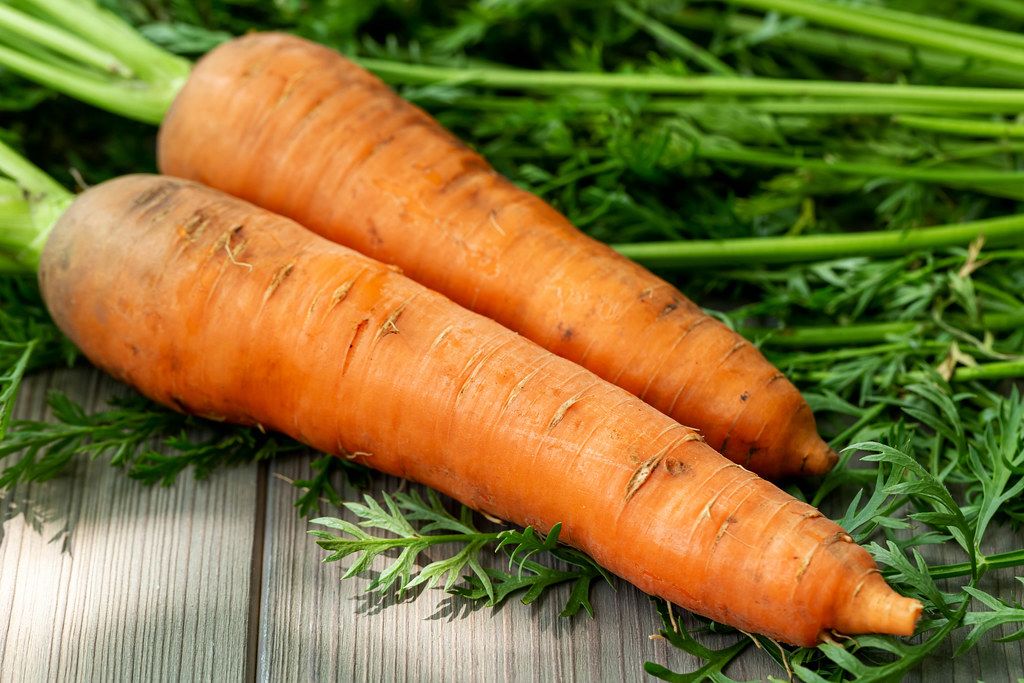 Young fresh carrots with green leaves